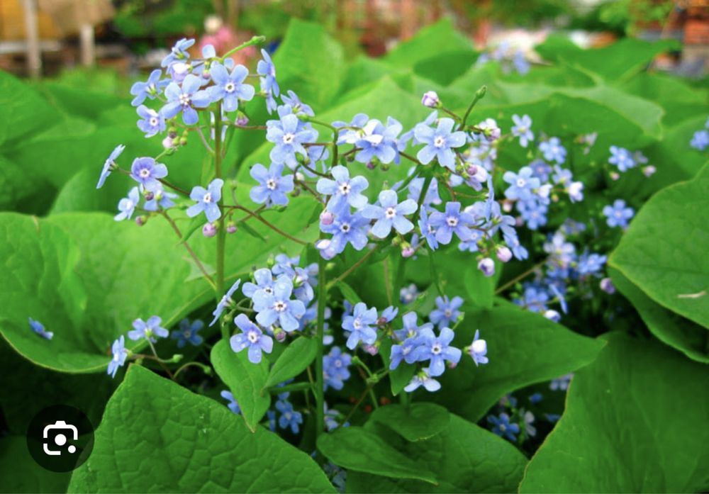 Брунера крупнолисная