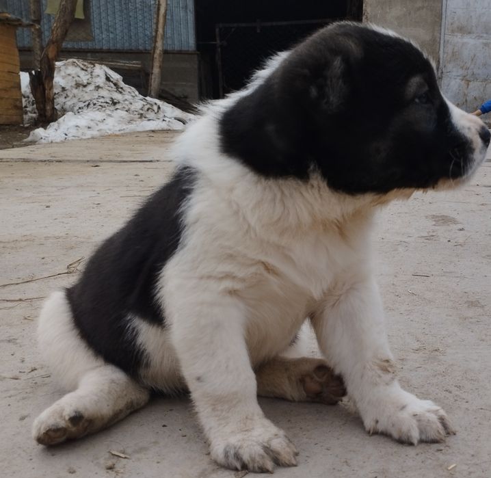 Щенок Алабая, мощный. (Девочка)