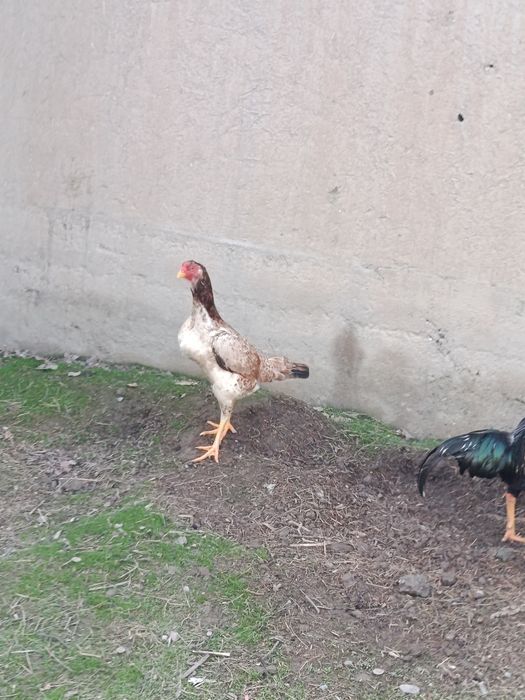 Dakan tovuq sotiladi