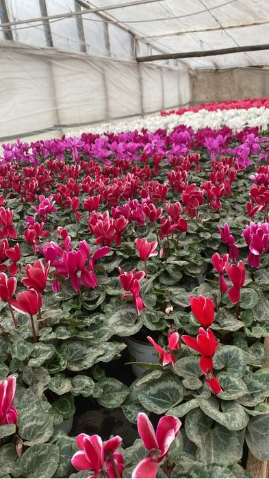 Flori perioada 14-8 februarie