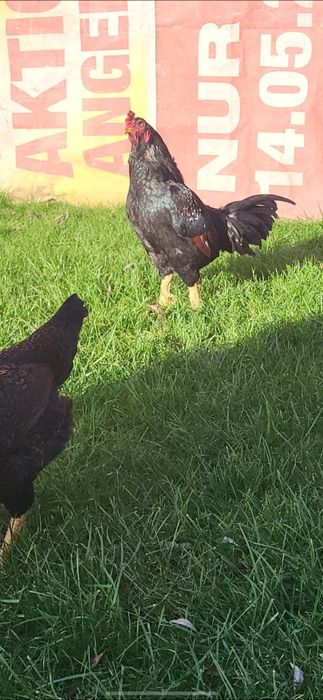 Gaini Combatant  Indian de vanzare! O familie