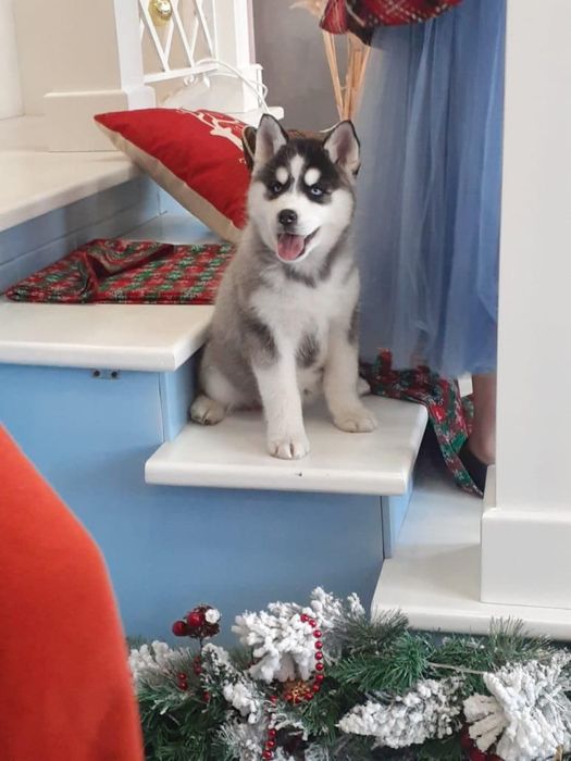 Щенки хаски в нашем питомнике есть всегда