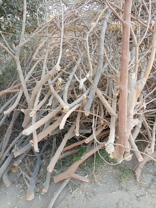 Utinlar sotiladi. Tut daraxt va archa