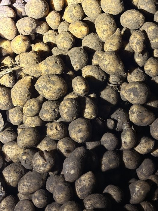 Продам картошку Гала