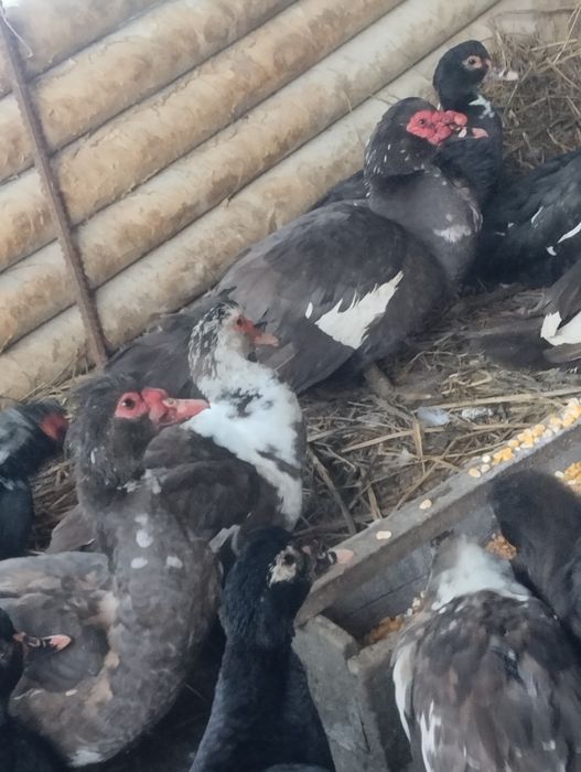 Утки Индаутки Продаются