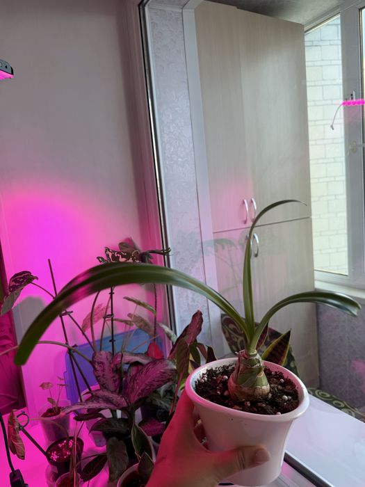 Продам амариллис