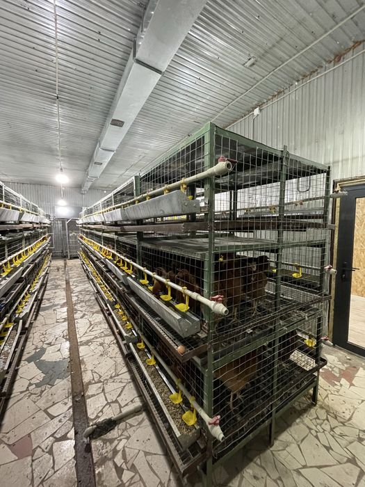 Клетка для кур 3х яростная