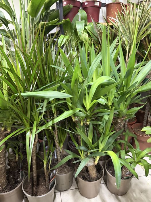 Цветы для офисных помещении