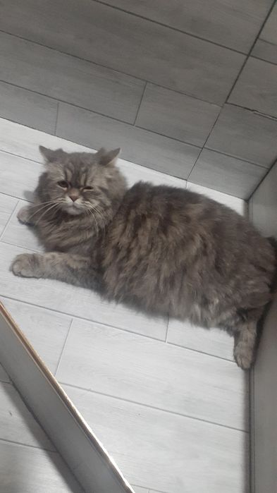 Sibiriski mushuk zotor kelishtiramiz