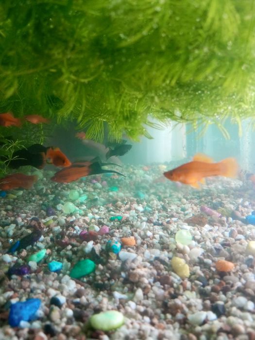 Рыба мечинос аквариум