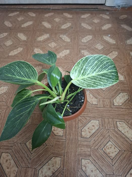 Комнатные растения