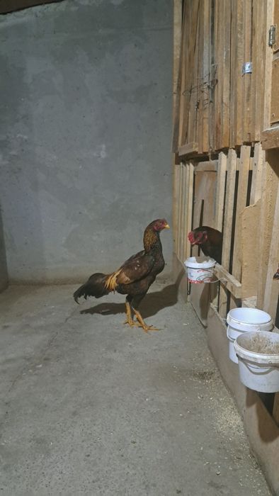 Бойцовый петух дакан