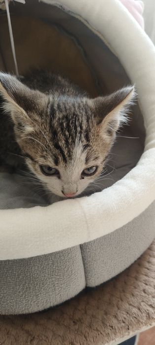 Отдам котят в хорошие руки