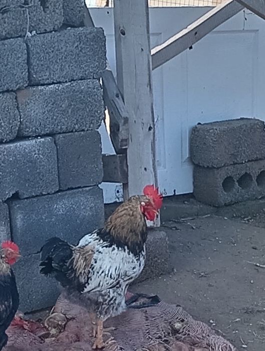 Қораздар сатылады