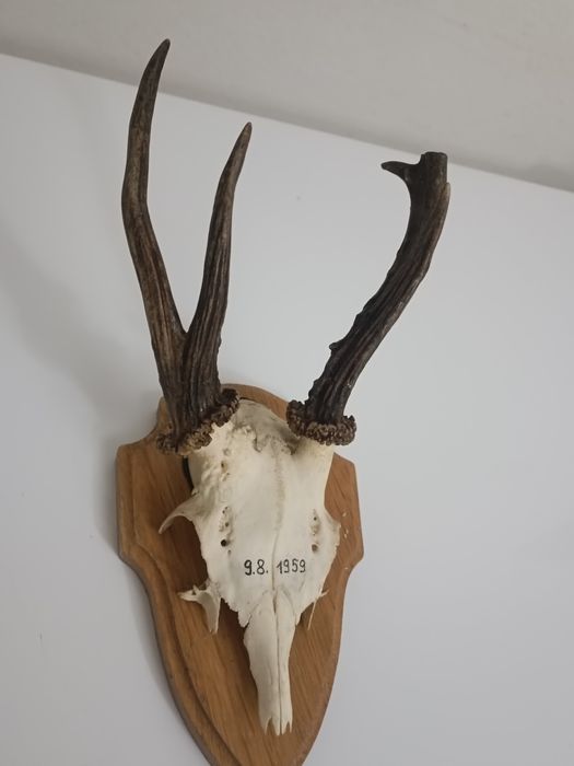 Trofeu căprior pe panoplie de stejar