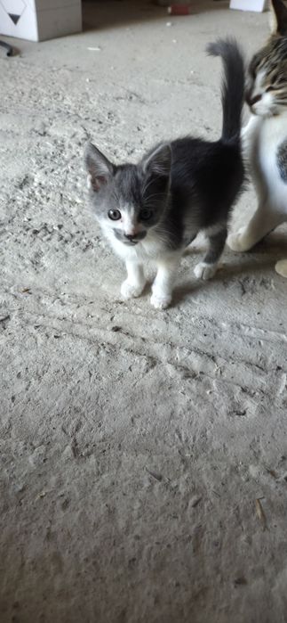 Pisici pentru adoptie