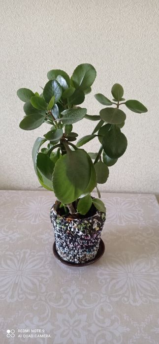 Комнатные декоративные растения.