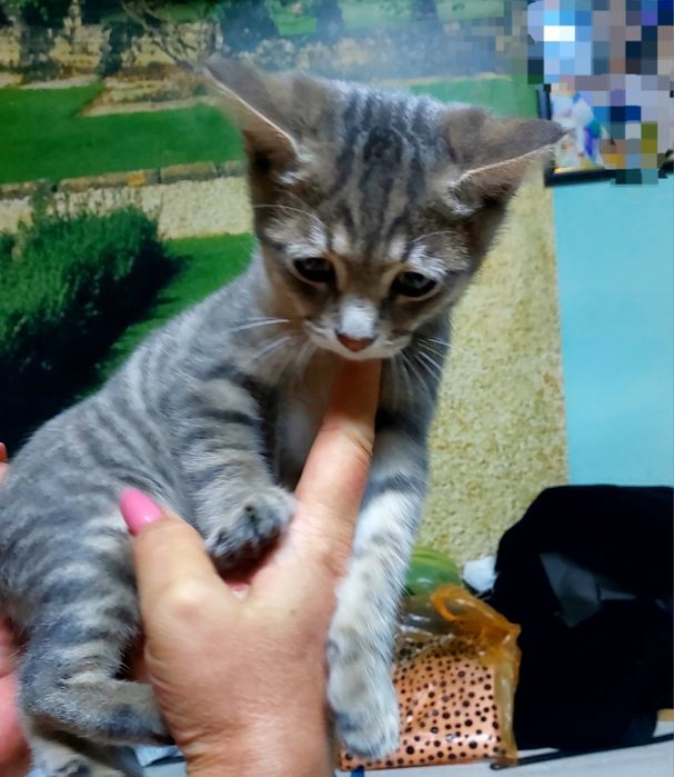 Котёнок  (мальчик) 3 месяца
