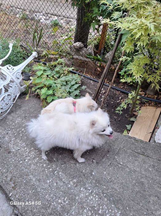 Померан(мини шпиц)