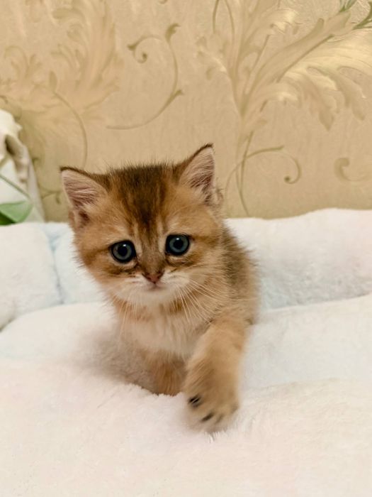 Британец (золотая шиншилла)