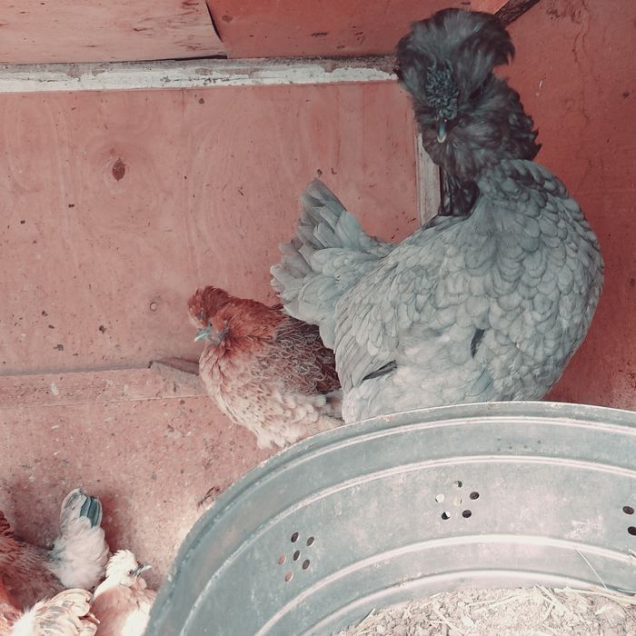 Yaponcha tuxumlari bor