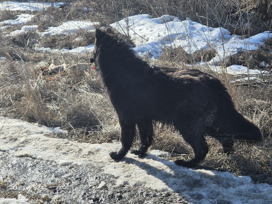 Немецкий  овчарка  вязка