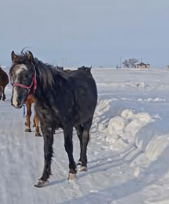 Жеребец на продажу.