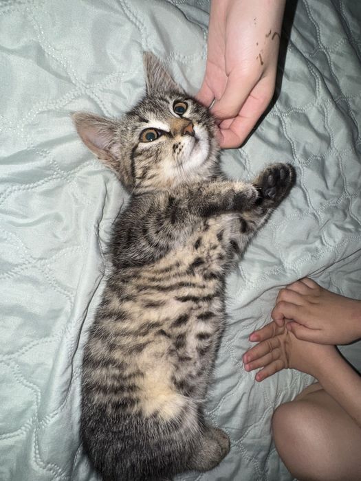отдам кошку отдам