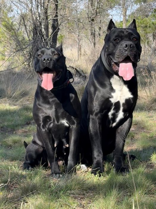 Продаются щенки cane corsо