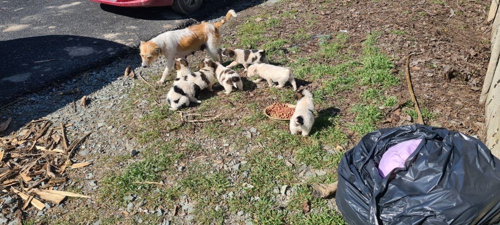 Catelusi pui de donat