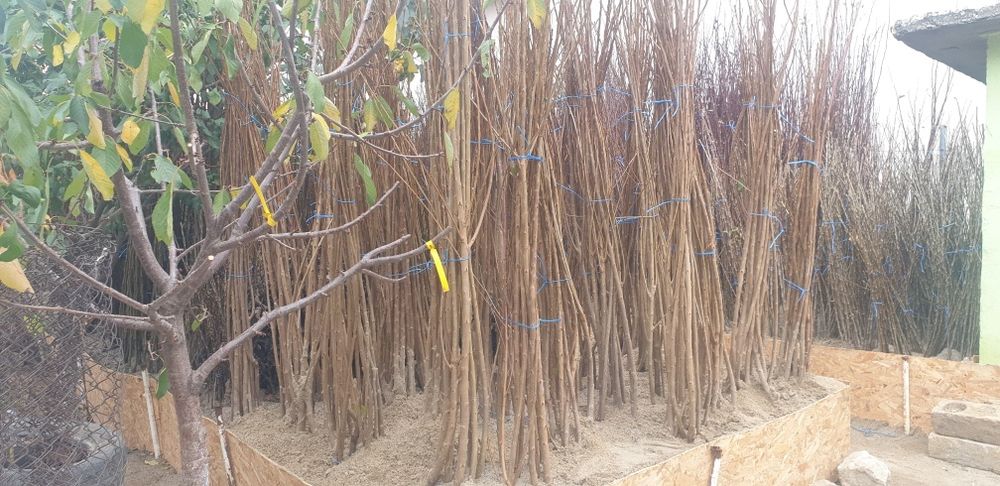 Butasi vita de vie si pomi fructiferi