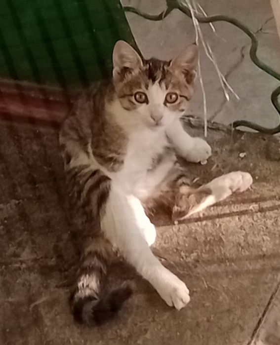 Котята,разные,2мес.мальчики и девочки