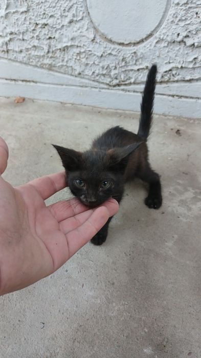 Mushuk bolalari tekinga beriladi
