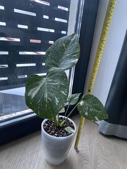 Planta de interior Monstera  Thai Constellation