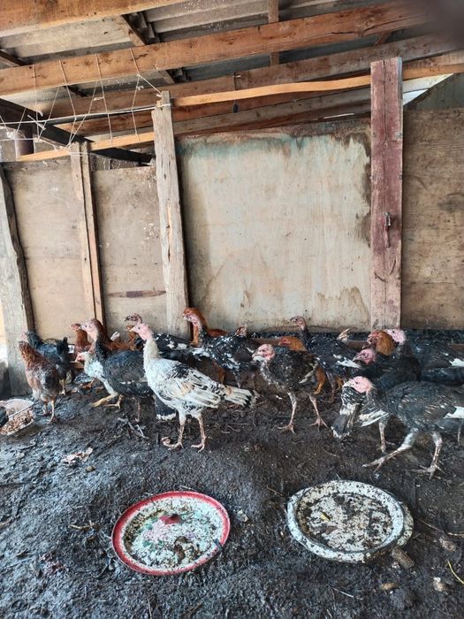 Үндіктер мен тауықтар