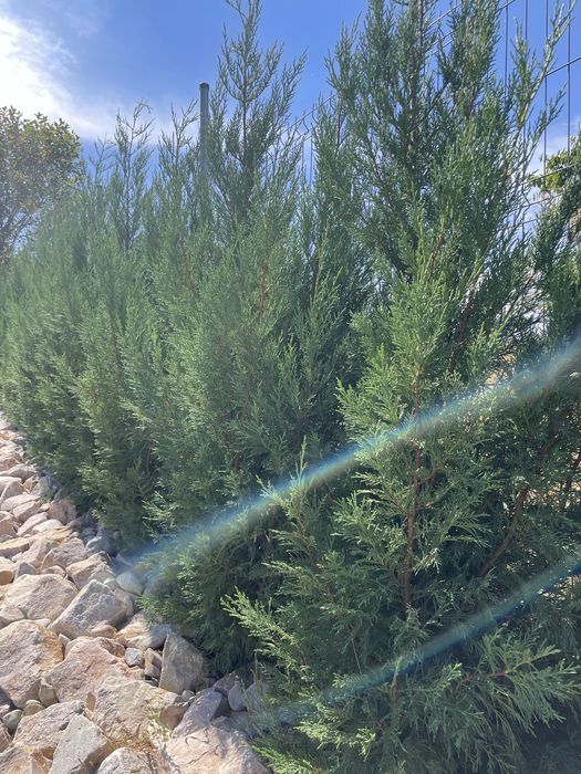 Leylandii 10–15 cm – răsaduri gard viu – de la 4 lei/buc.