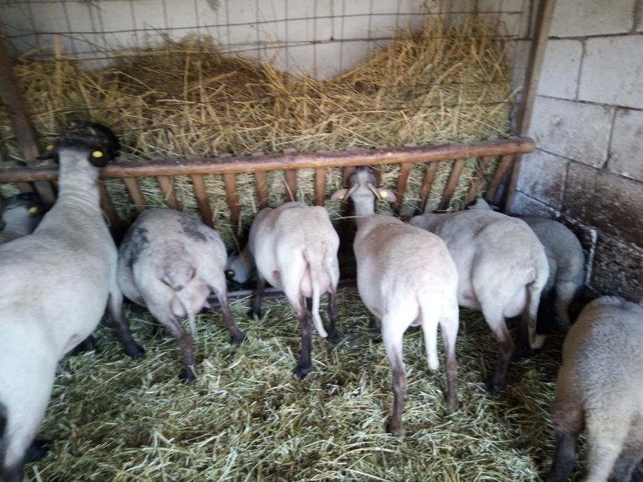 Oi tinere de vânzare