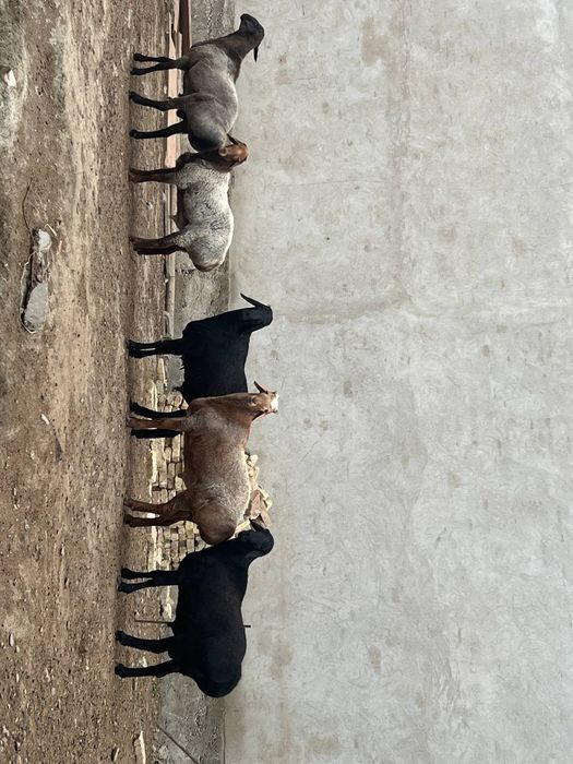 Куйлар сотилади