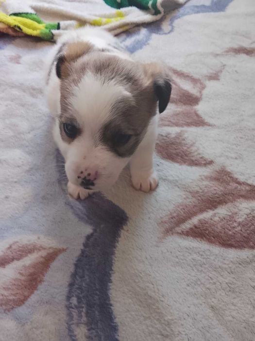 Отдам щенка собака девочка