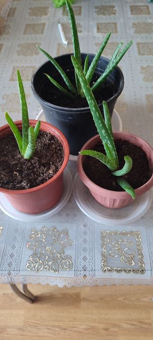 Комнатные лечебные растения