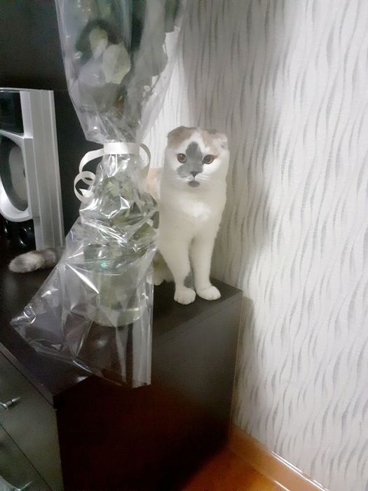 Мушу сотлади хомладор