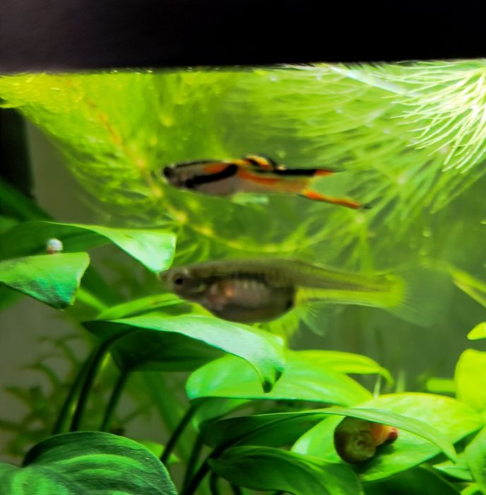 Endler guppy/ Endler/ Poecilia wingei - Black Bar