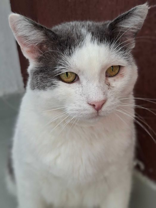 Adoptie pisoca motan alb castrat