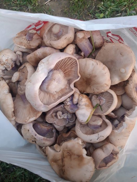 Синйиножки грибы