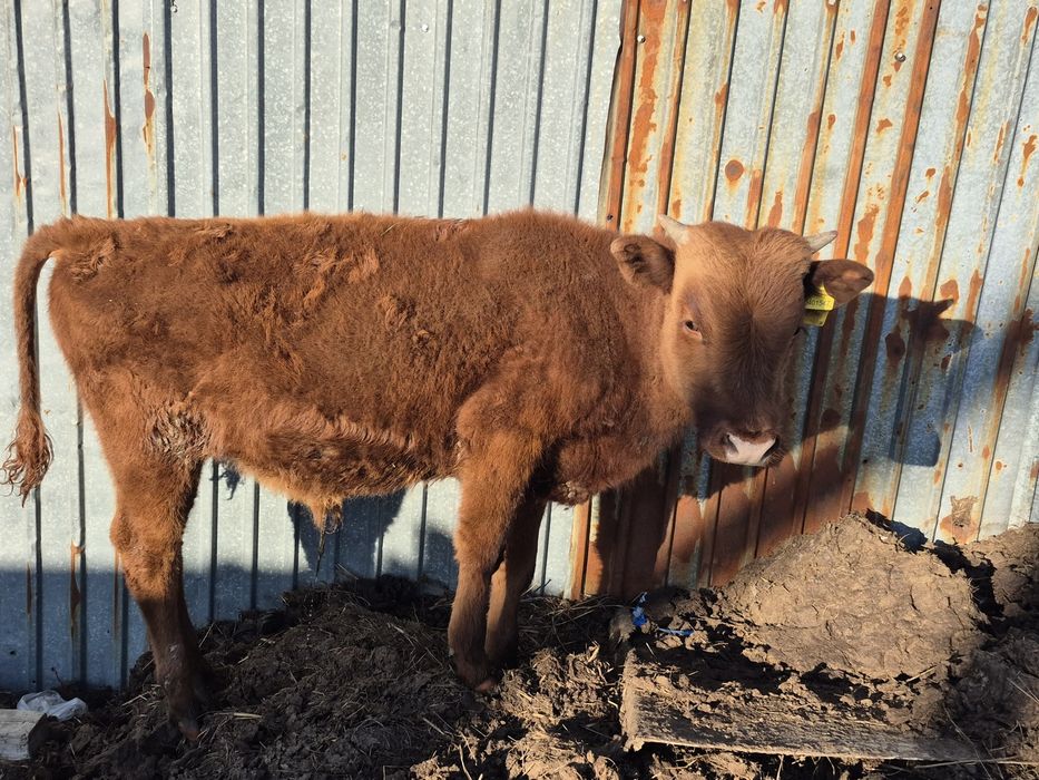 Бычек 6 месяцев 300к