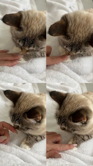 Кошки в добрые руки