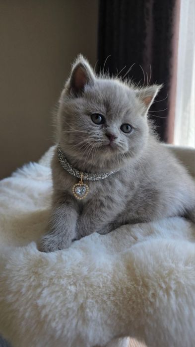 British shorthair pedigree
