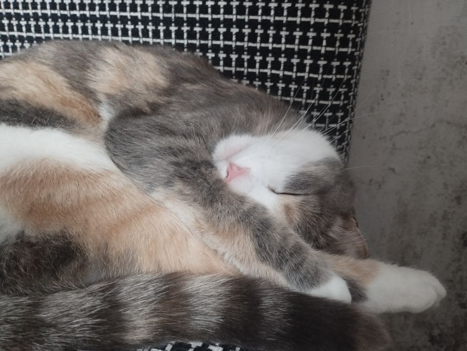 Кошка ласковая и милая