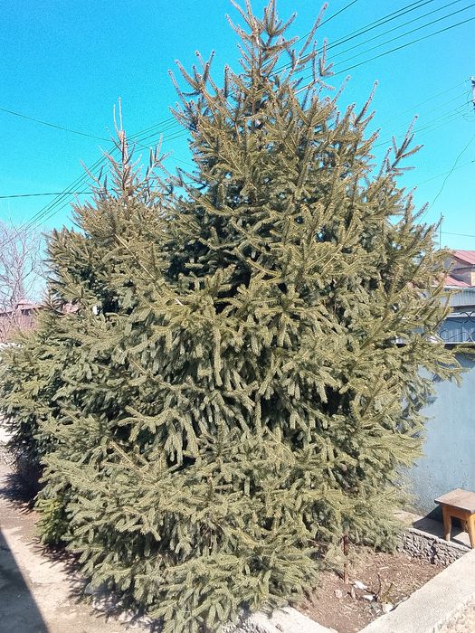 Продам елки по 3 метра