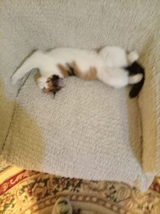 Pisică tânără pentru curte – Brăila (NU apartament)